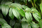Kababchini Plant