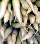 Horse Raddish roots