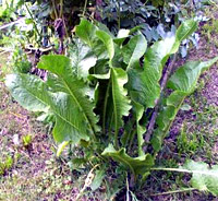 Horse Raddish Leaves
