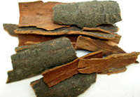 Jangli darchini bark