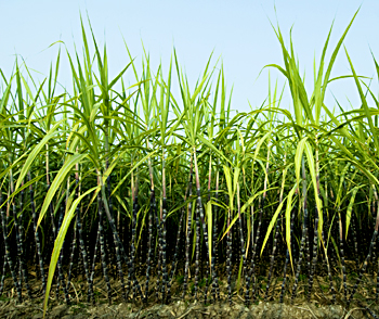 sugarcane Of Adilabad District, Andhra Pradesh