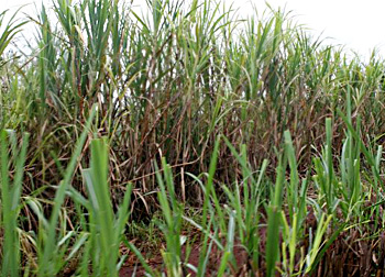 sugarcane
