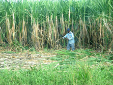 Chandpur ,Uttar Pradesh