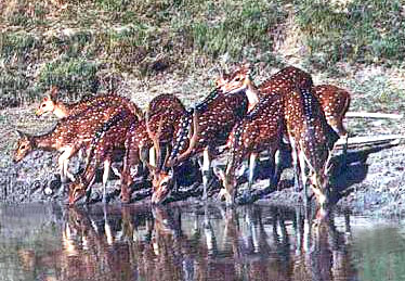 Spotted Deers at Ganges Delta , India