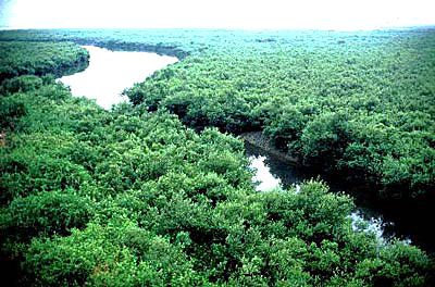 Sundarbans Mangrove - World`s largest Mangrove