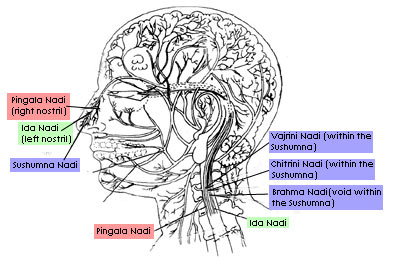 Swara Yoga Cycle - Major Nadis in the Head