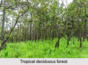 History of Indian Forests