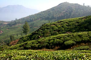 Periyar National Park