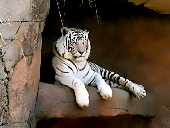 white tiger