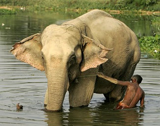 Asian Elephant
