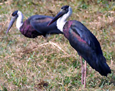 woolly-necked stork 